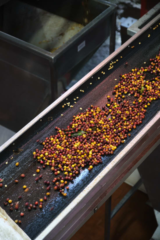 Costa Rica - Finca Mirella Perla Negra - 1lb