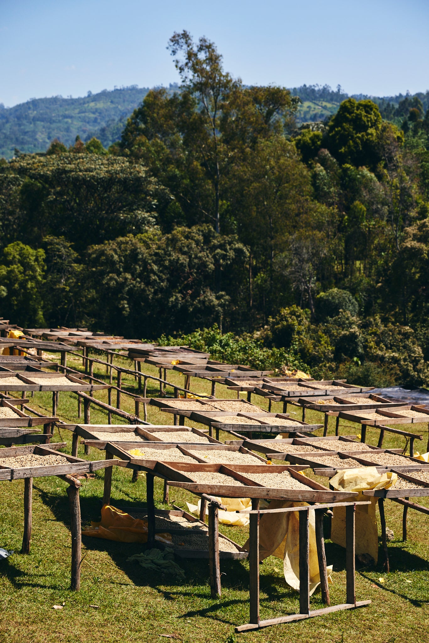 Ethiopia - Odakko Project - 1lb